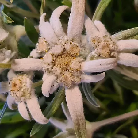 Landhaus-willi * Gaschurn